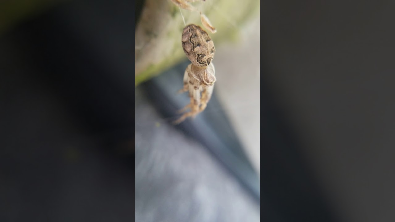 Molting Larinioides