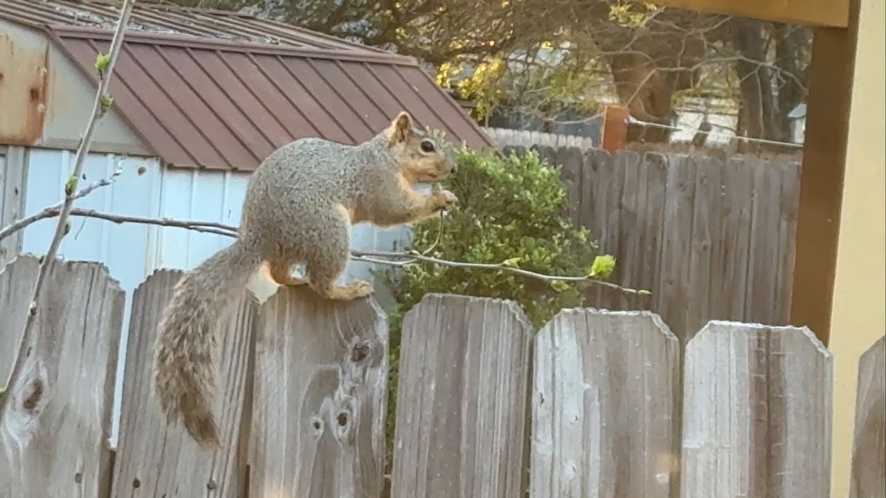 Squirrel eats Mulberry leaves