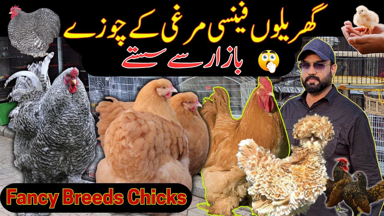 Top Fancy Chickens Chicks | Brahma | Bantam | Frizzle Polish | Golden Heavy buff | Chozay