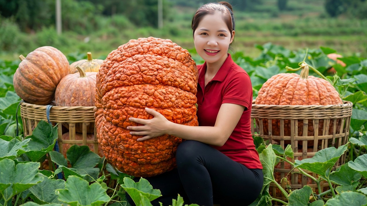 Harvesting 1000+ Giant Red Pumpkin To Sell At Halloween Market,The Origin of the Halloween Pumpkin🎃