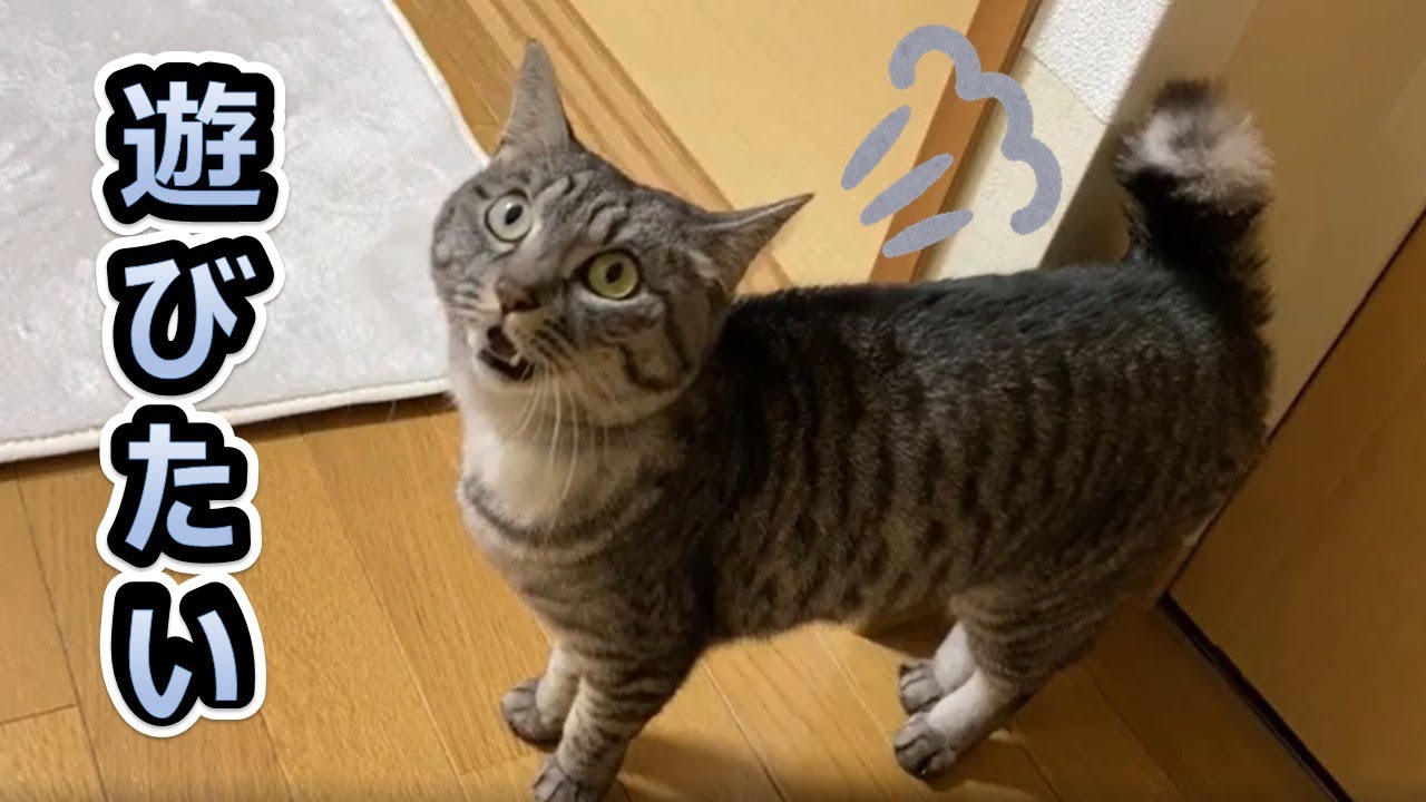 【とにかく遊びたいスズ😼】なにが楽しいのか😽 ハマってます😅　【スズと二人暮らし】