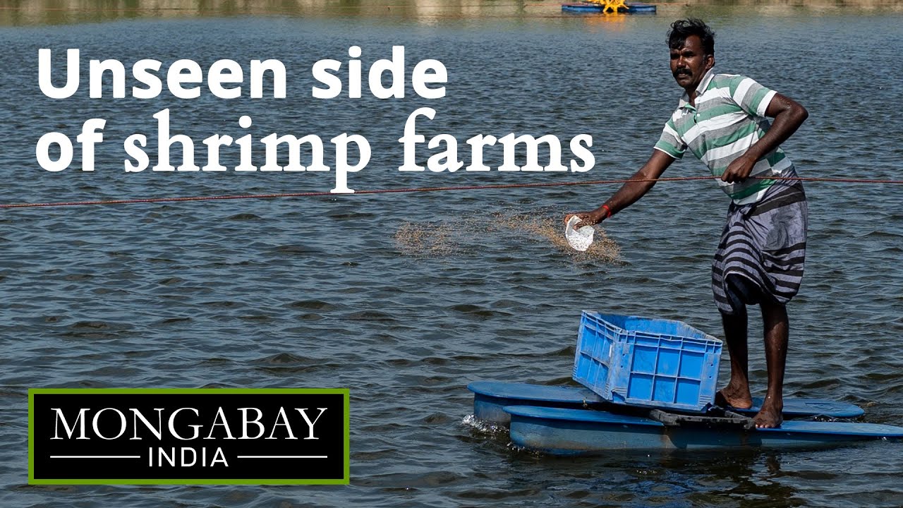 Artisanal fishers struggle as shrimp farms flourish