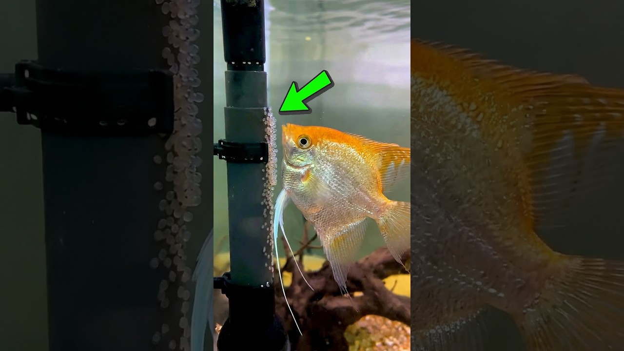 Angelfish Life: From Eggs to Stunning Adult
