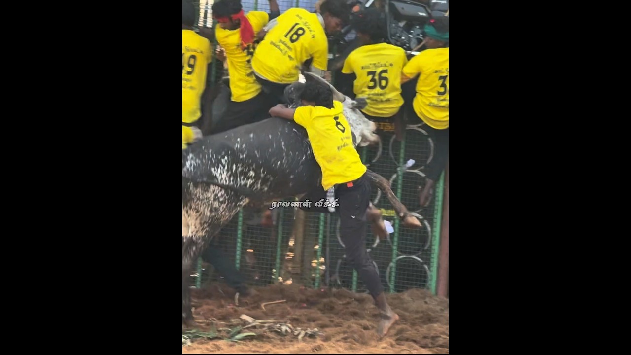 🥵🔥 #bull #cow