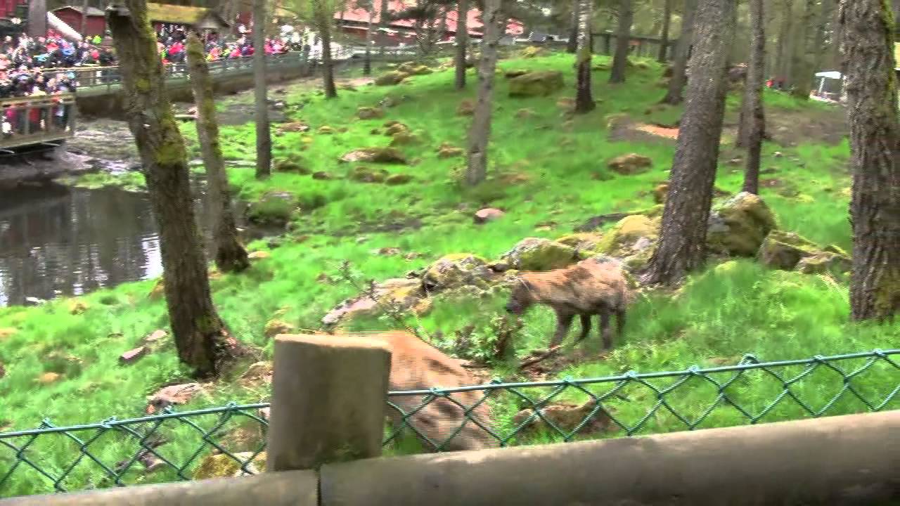 Borås Djurpark 50 år.mp4
