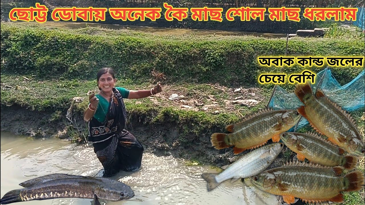 ছোট্ট ডোবায় হাত চাপা দিয়ে অনেক কৈ মাছ শোল মাছ ধরলাম! জলের চেয়ে মাছ বেশি llNandita Sundarban life 