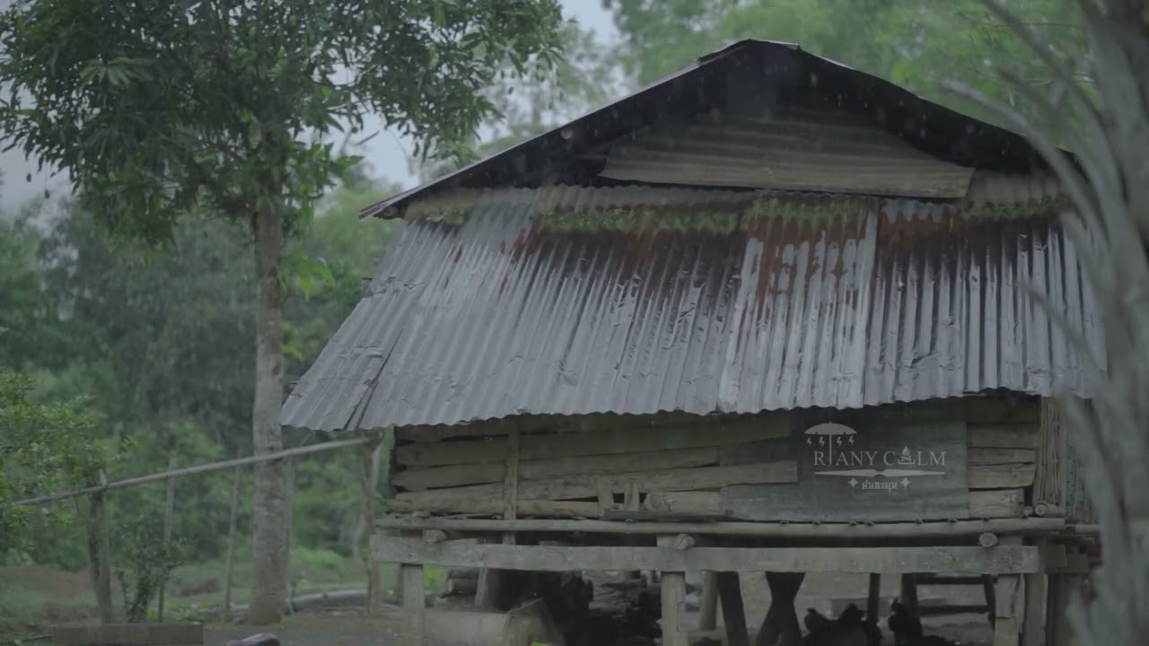 ฝนตกกระทบสังกะสี ในป่า ทำให้หลับสบายผ่อนคลายความกังวลฟัง ยาว 5 ชั่วโมง