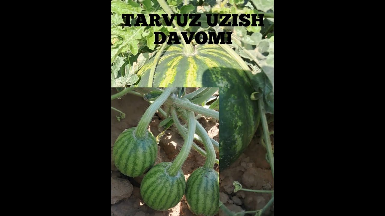 TARVUZ UZISH DAVOMI