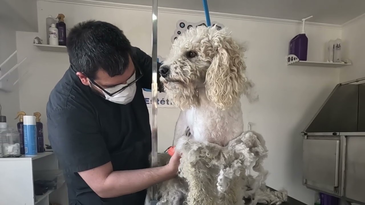 El peor estado que vi , nadie lo ayudo antes| Transformación completa | Peluqueria canina extrema