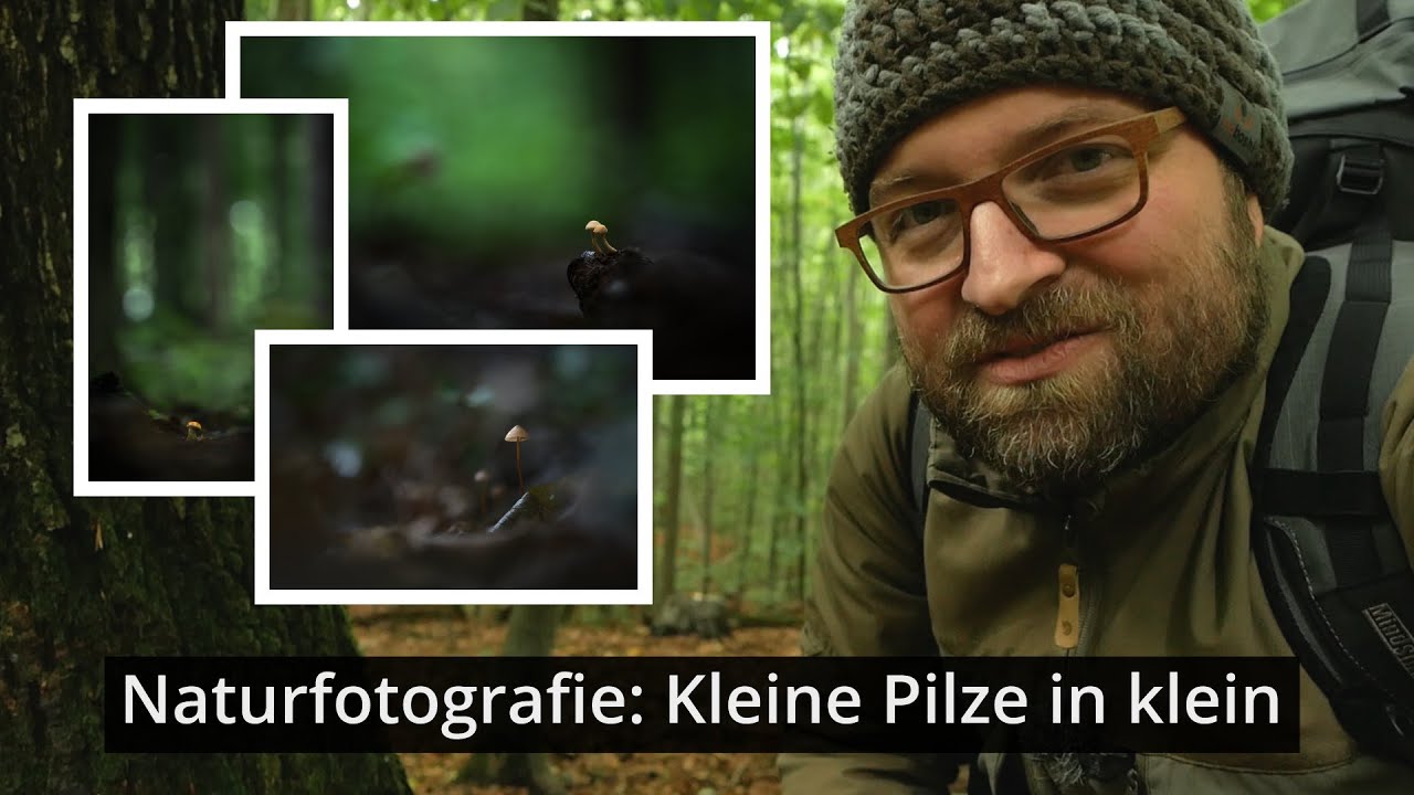 Naturfotografie: Im Wald ein paar kleine Pilze in klein fotografiert