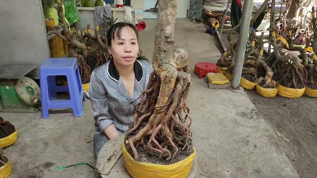 13/3 Chị Vân 0857703620 mai phôi bonsai dáng đế đẹp giá rẻ 