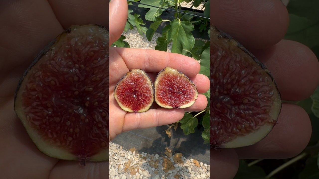 Calderona #fig #farm #fruit #farmersmarket #garden #gardening #love #sun #nature #figs