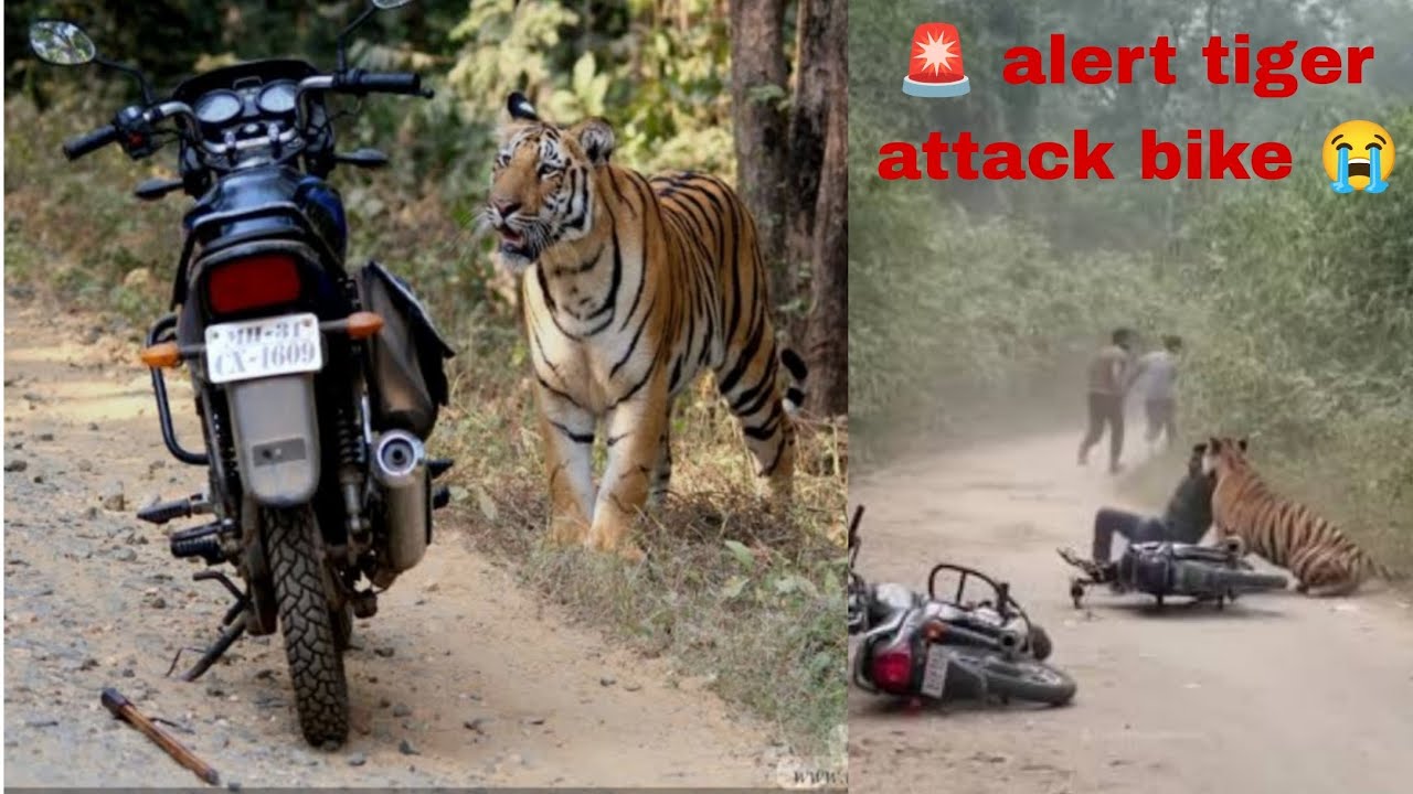 Alert🚨 बाघ ने फिर हमला किया😭Tiger Attack Tadoba National Prk | Tiger Reserve | Jungle Safari vlog#🤯