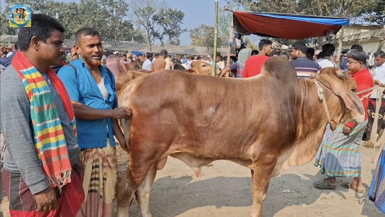 @ ১৮/২/২০২৬|| এইসময়ের বাজারে খামার উপযোগী ষাঁড় গরুর দাম খোচাবাড়ী হাটে||