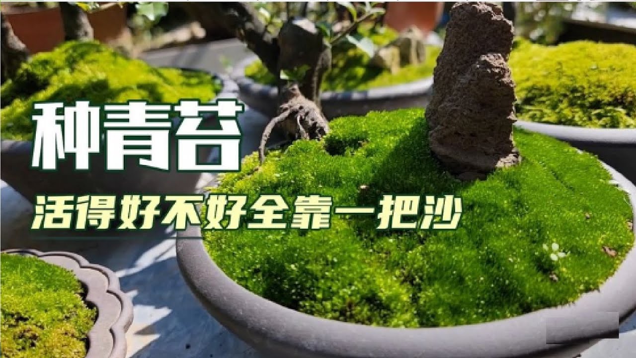 种青苔，半个月到一个月就能长满盆，易活太阳晒不翘边。