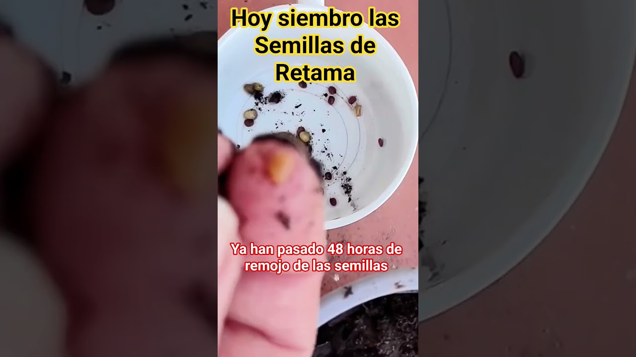 Sembrar semillas de Retama/C&oacute;mo reproducir Retama#Retamagratis#Flores#plantasFloresaromaticas