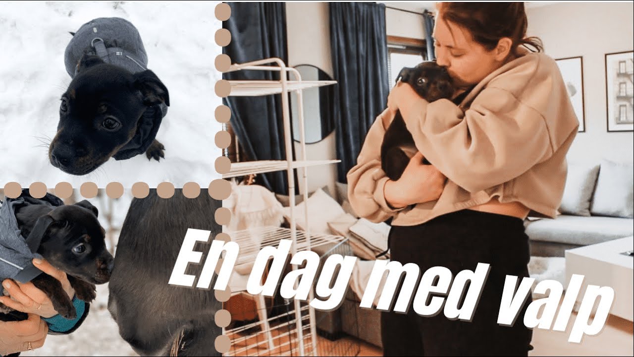 VLOGG│En dag med valp