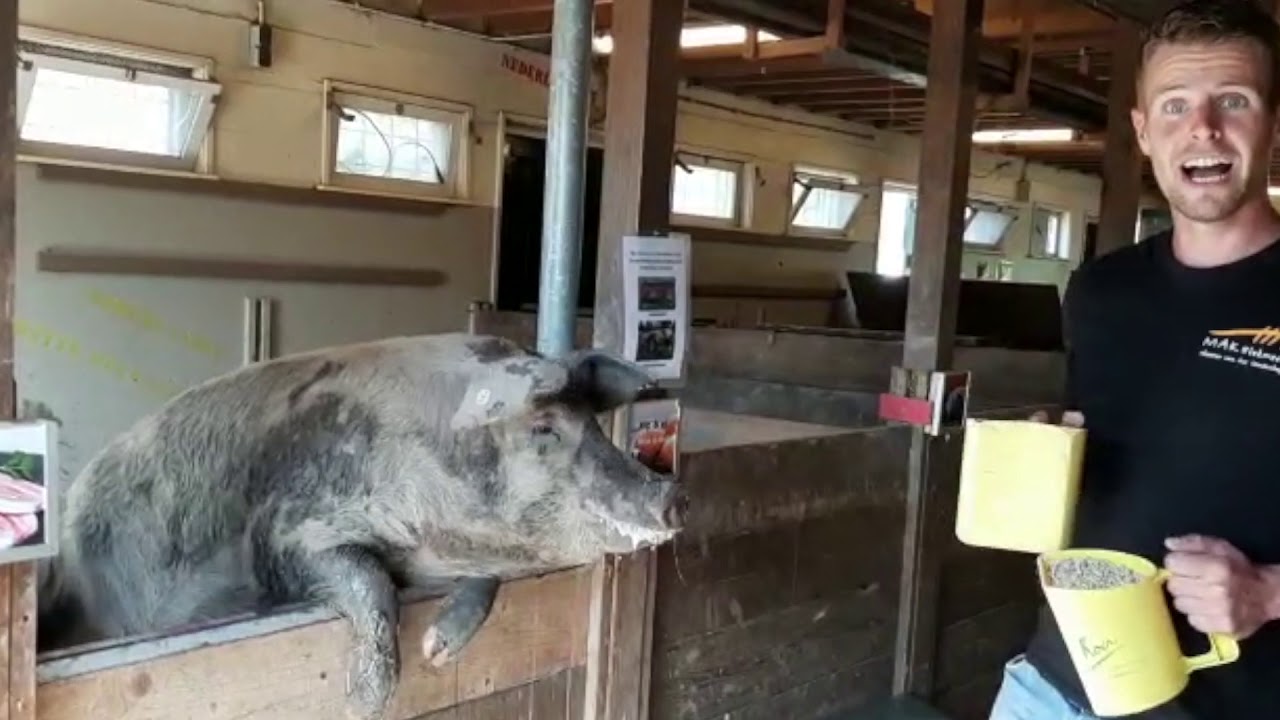 MAK vlogt weer: varkens voeren
