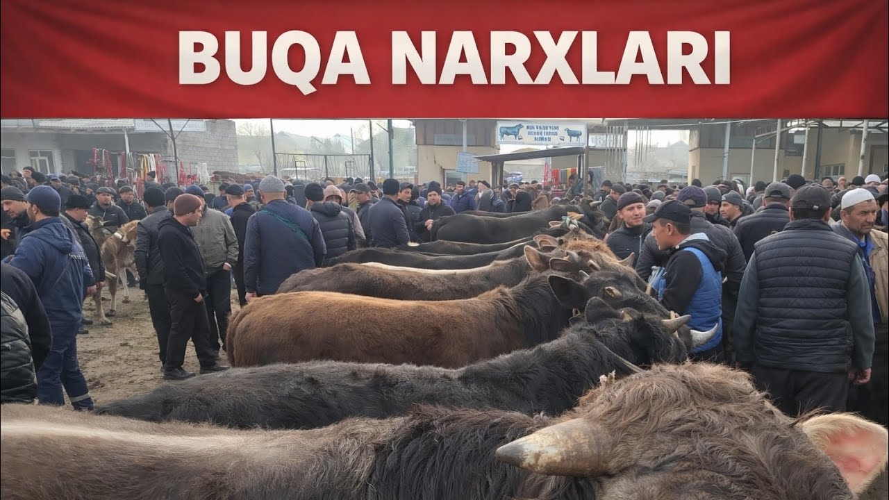 Quva mol bozori buqa qatori