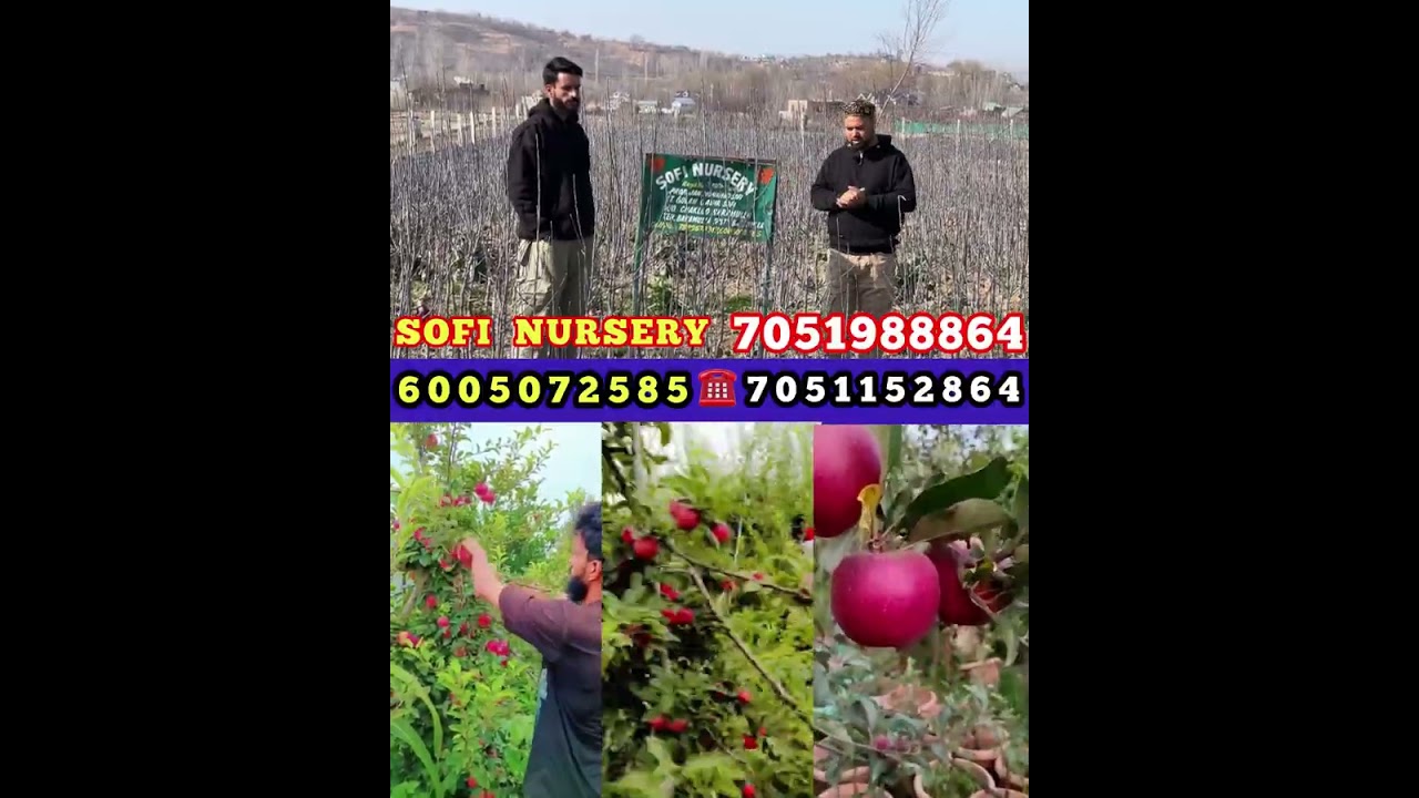 7051988864 High density plants available 😍 Sofi Nursery Chakloo baramulla ☎ 6005072585 