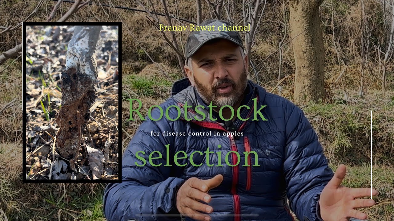 How to choose rootstocks in apples?!!! | Geneva | MM | BUD | seedlings |