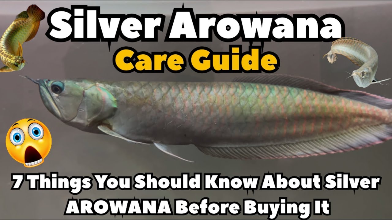 🐟Silver Arowana Fish The Complete Care Guide😱– Tank Setup, Diet, Tank Mates & More! 