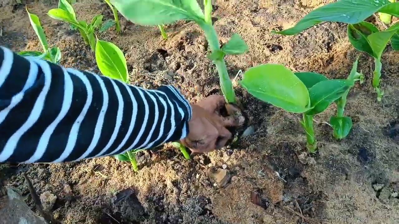 PAANO  MAG HARVEST NG LAKATAN SEEDLINGS AT PAANO MAG BAGGING?