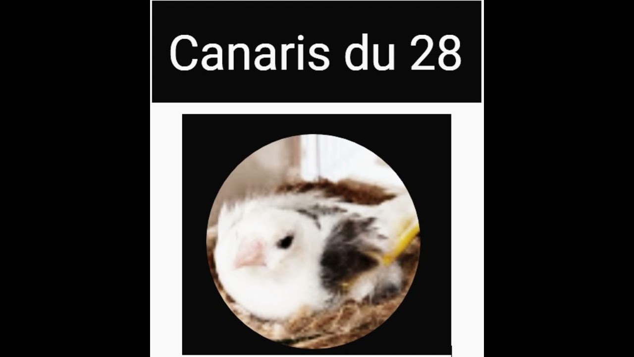 Les maladies mères du système respiratoire de l'oiseau (résume de certaines pathologies étudiées)