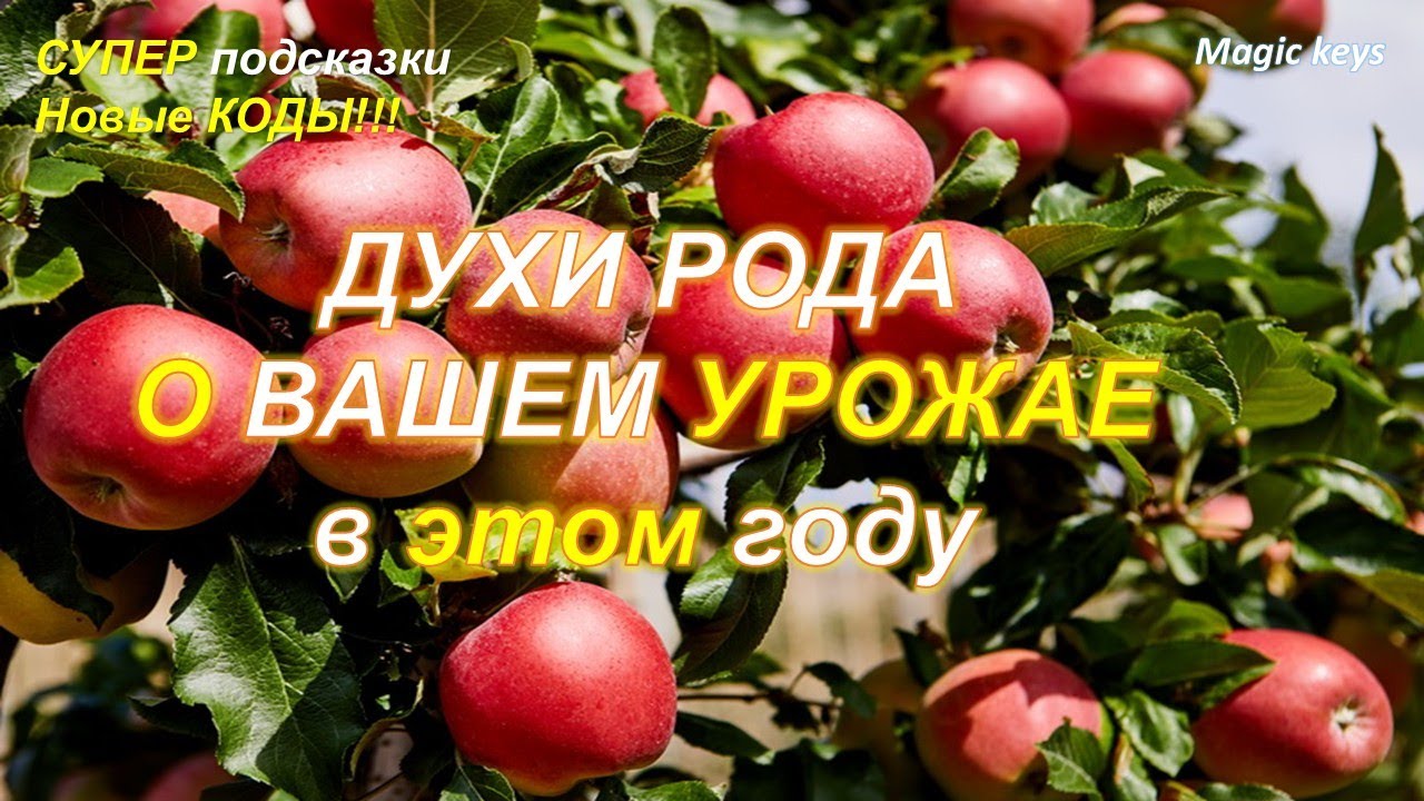 ДУХИ РОДА 🔥о Вашем УРОЖАЕ в этом году💰💰💰