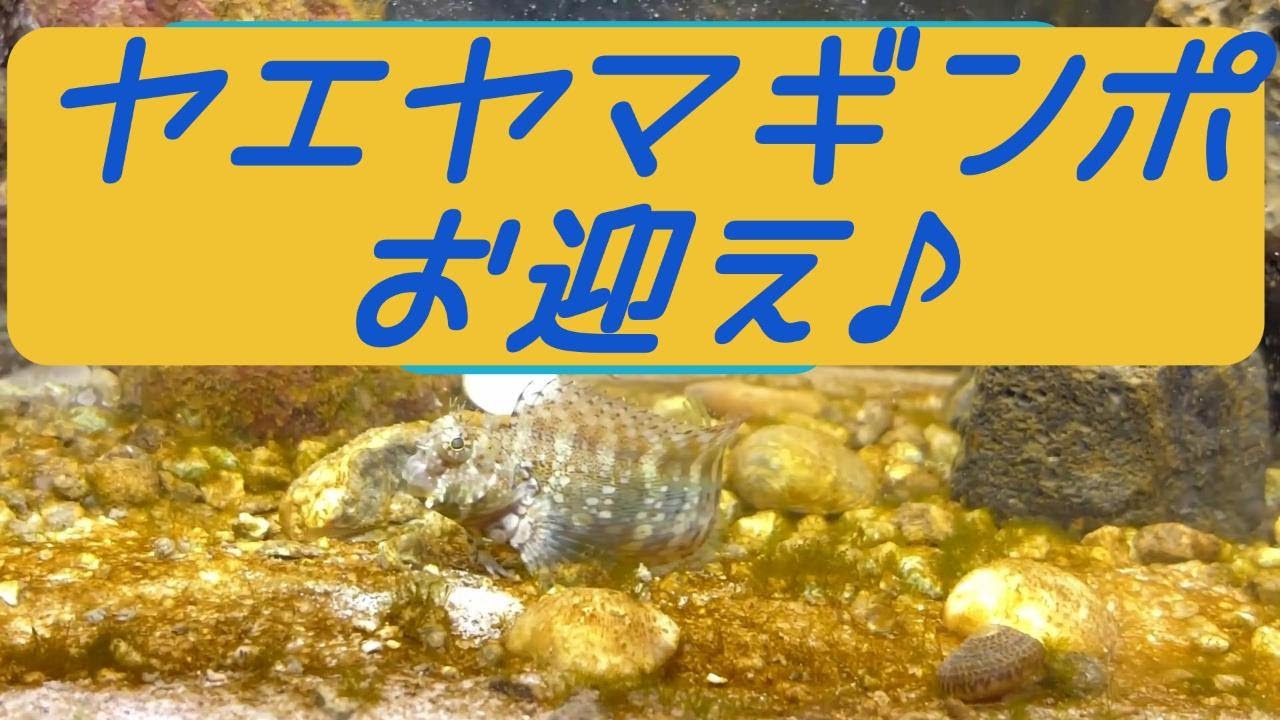 ＃6　ヤエヤマギンポお迎え　#アクアリウム #イソギンチャク  #ヤエヤマギンポ #海水魚水槽 #やどかり #hermitcrab #seaanemone