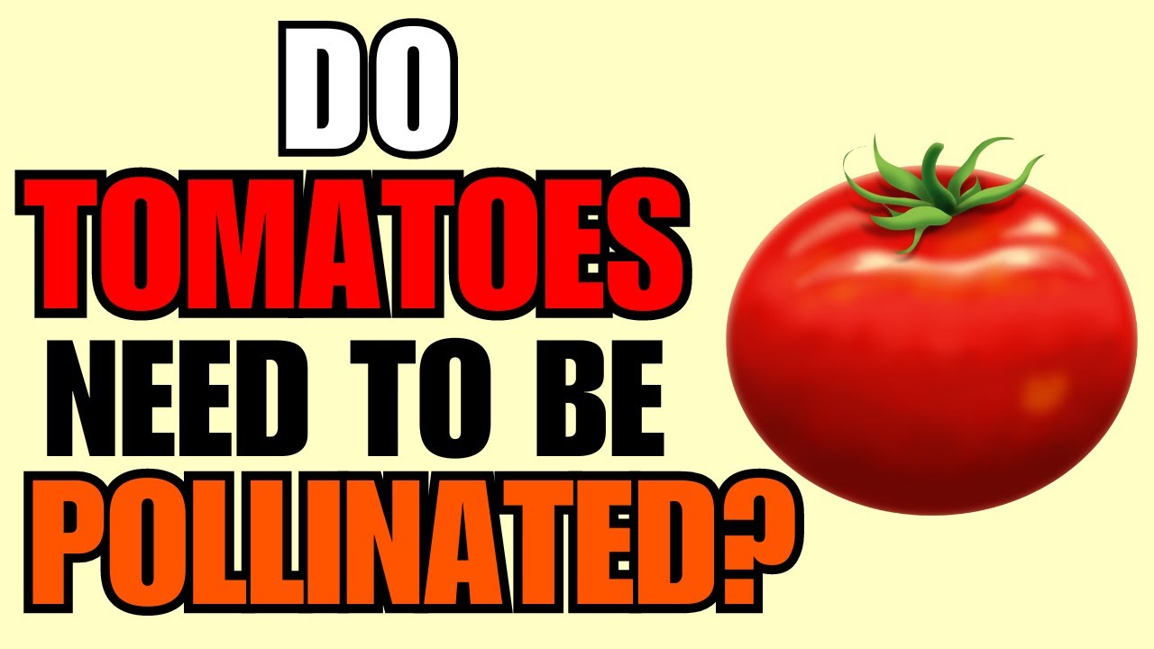 Do Tomatoes Need To Be Pollinated?