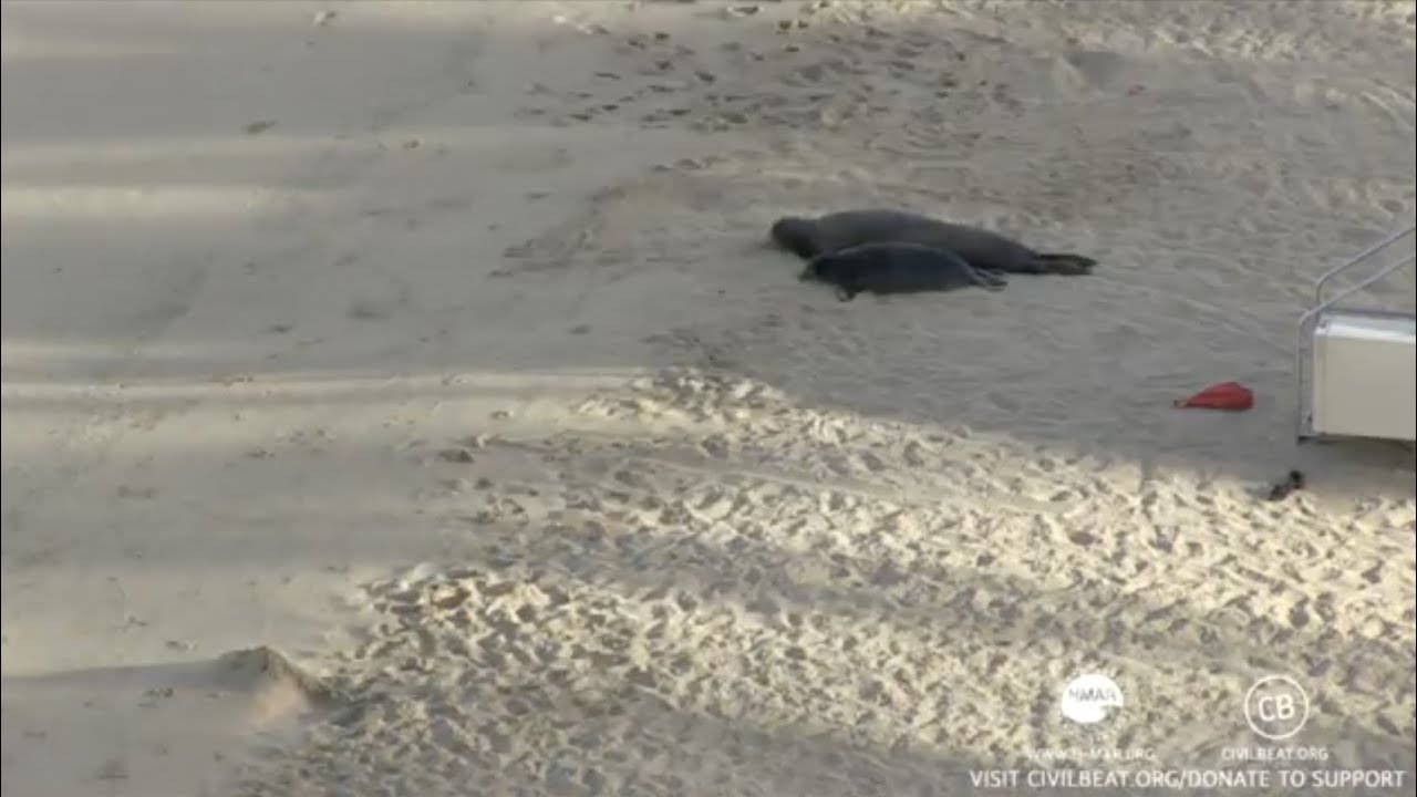 Hawaiian Monk Seals Rocky And Her Pup Kaimana Honolulu, Hawaii Live Cam