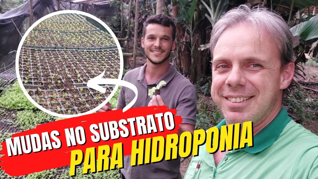 Mudas de alface no substrato para HIDROPONIA. D&aacute; certo? conhe&ccedil;a esse meio artesanal e barato em MG