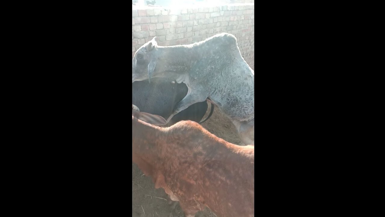 bull meeting with cow January 30 2021