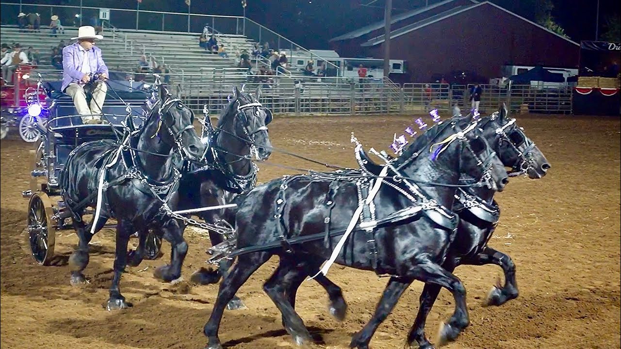 Four Up Class - 2024 Draft Horse Classic, Grass Valley CA