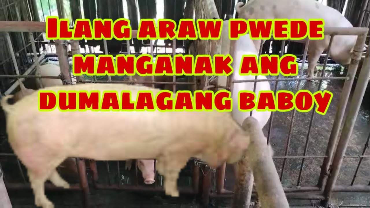 Ilang araw pwedeng manganak ang mga dumalagang baboy pagkatapos mabulogan | Ryan Patenio