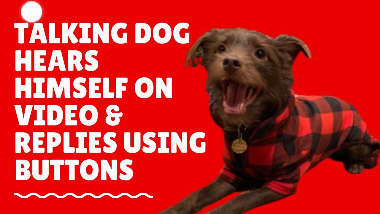 Does this count as talking to yourself? #talkingdog #hunger4words #fluentpet #terriertude #canineaic