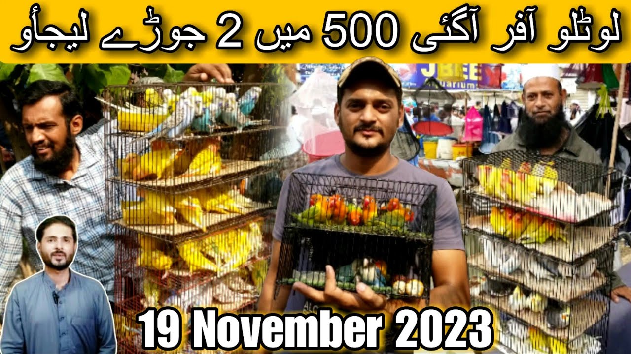 Lalukhet birds market November 19, 2023 | पक्षी बाज़ार कराची | Birds market karachi | Urdu/hindi