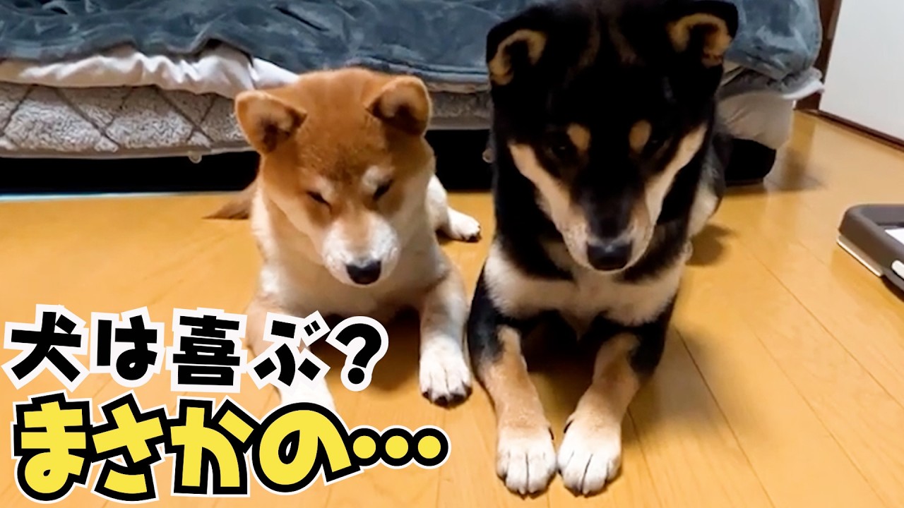“犬は喜ぶ”って誰が言ったの？柴犬の現実