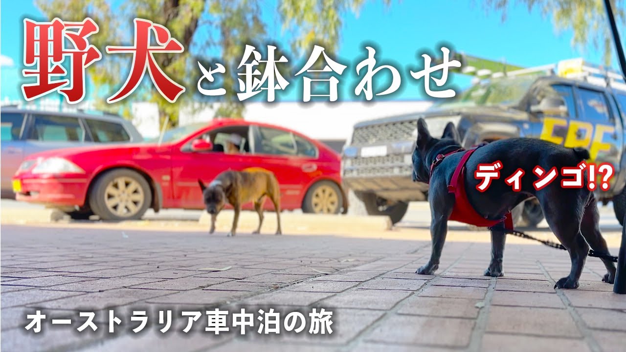 【緊張】先住民アボリジニ文化が色濃い町で愛犬が野犬と鉢合わせ！