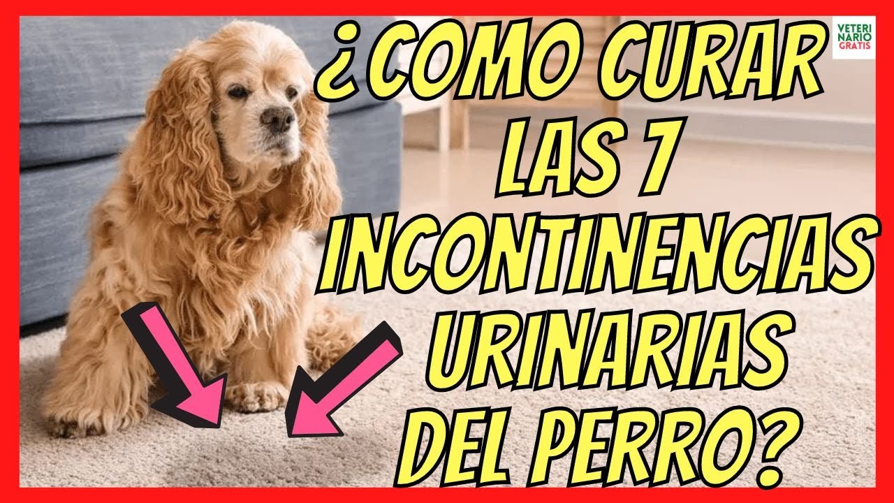 🐶 TRATAMIENTO DE LA INCONTINENCIA URINARIA SEGÚN SUS CAUSAS 🐶
