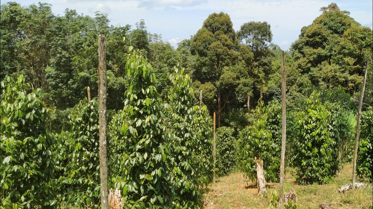 Small Pepper Plantation in the hills of Borneo (Piper nigrum)