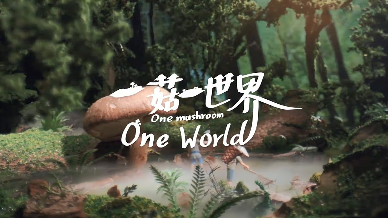 《一菇一世界》香菇的前世今生 