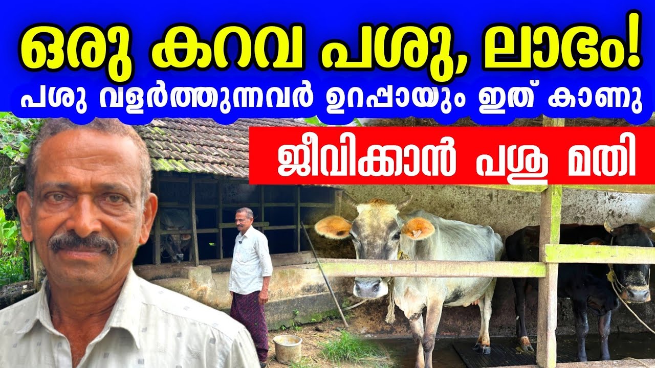 ഒരു കറവ പശുവേ ഉള്ളൂ, എങ്കിലും മുന്നോട്ട് പോകുന്നത് ഇങ്ങനെ | Successful dairy farming tips 