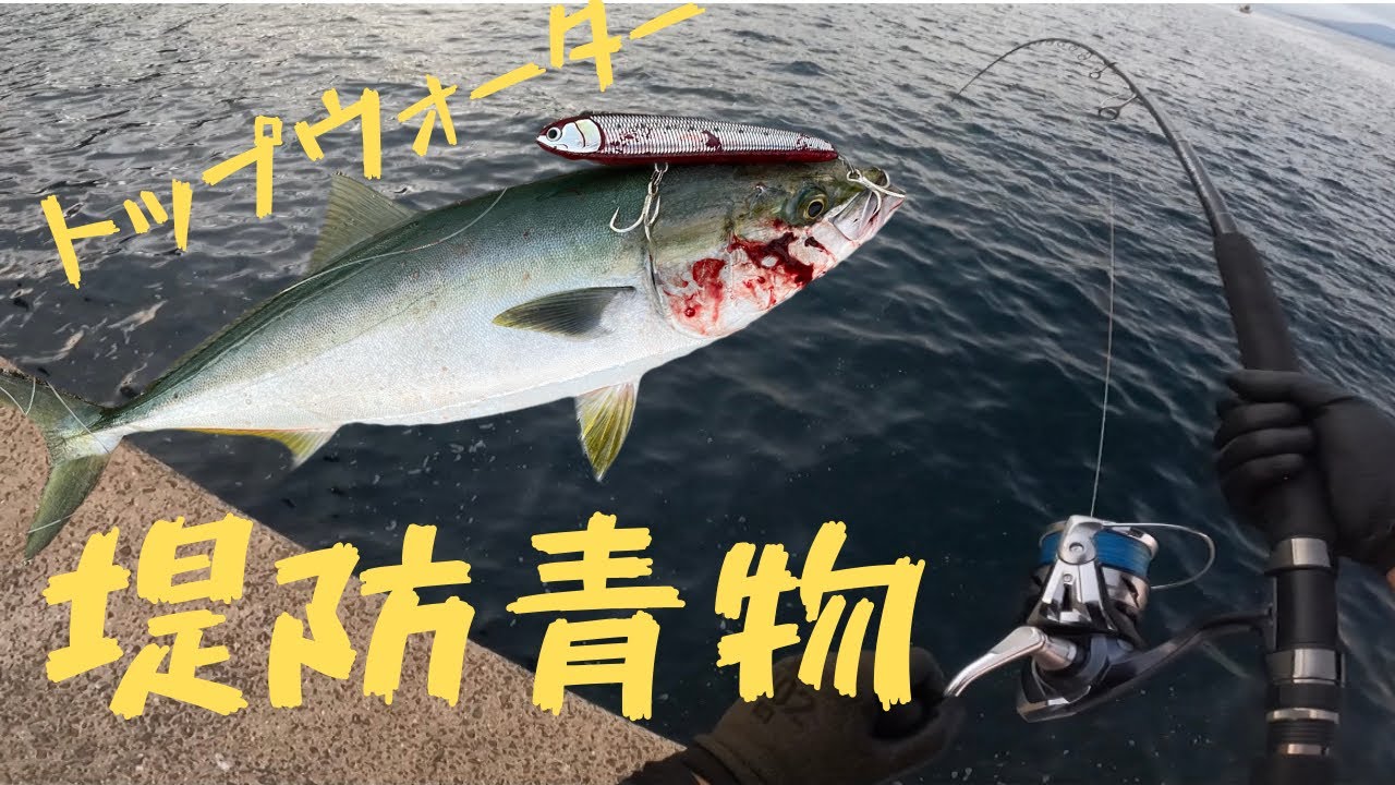 【ショアジギング】堤防からトップであの青物が2連発！！！【堤防青物】【ブリ（ヤズ）】