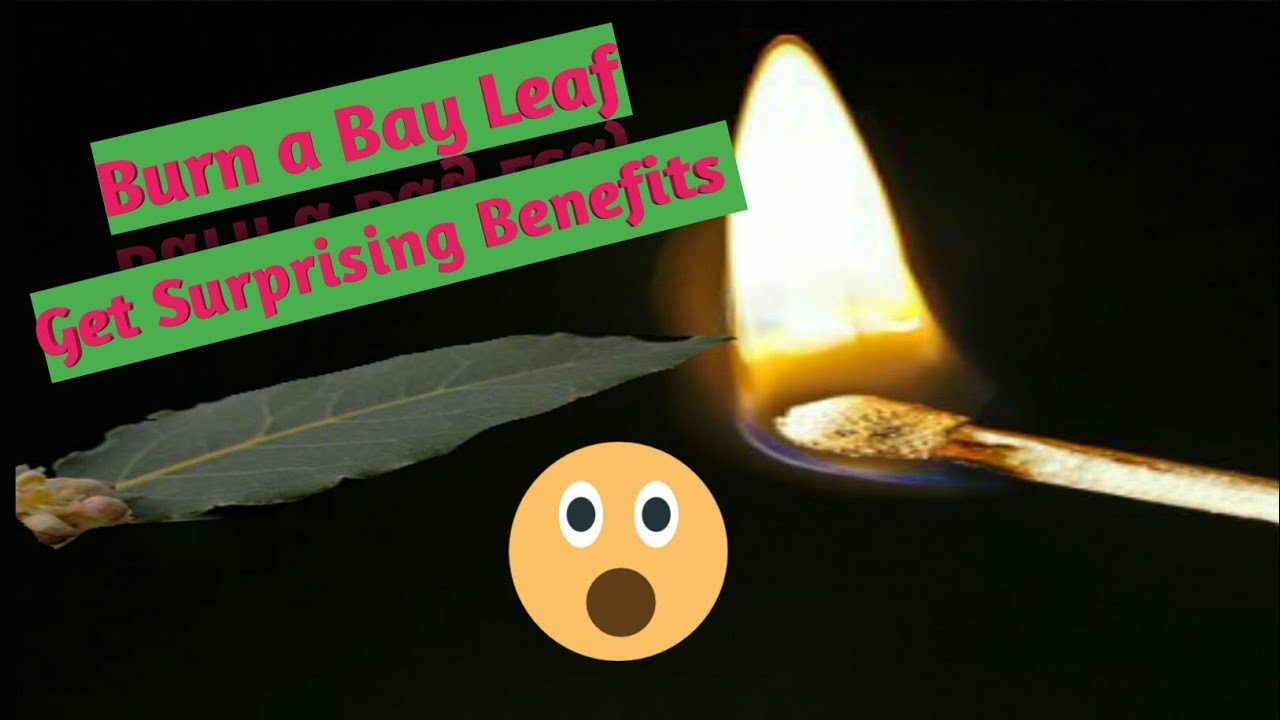 What Happens if you Burn a Bay Leaf in your Room / 7 Surprising Benefits of Burning a Bay Leaf.