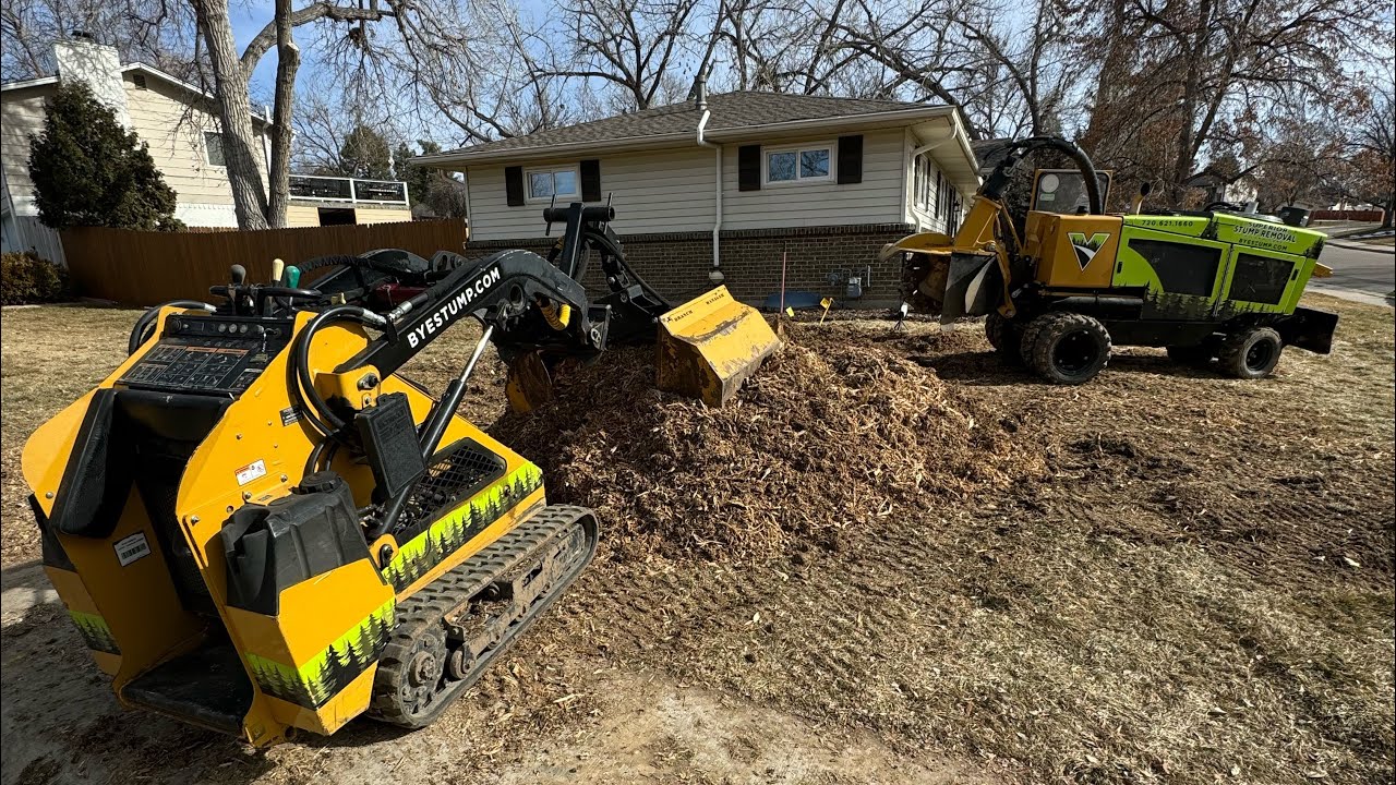 All day cottonwood stump