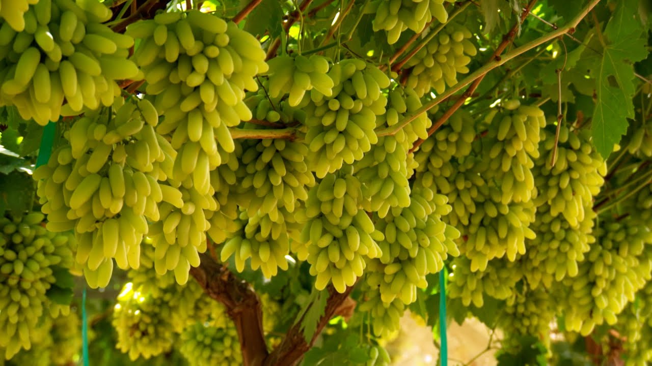 Unique Grape Varieties - America's Heartland