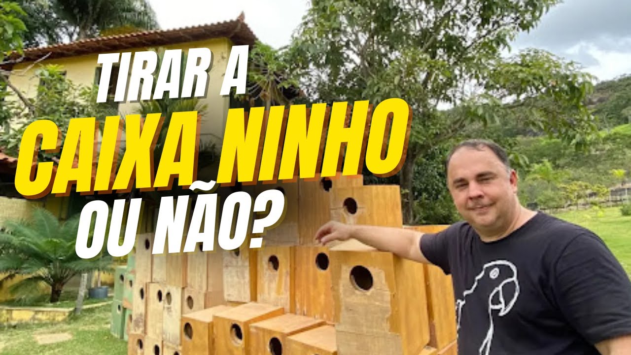 QUANDO RETIRAR A CAIXA NINHO: A TEMPORADA ACABOU?