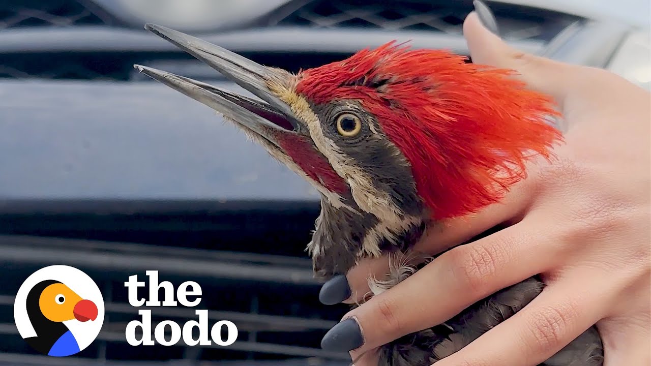 Woman Rescues Woodpecker Trapped In A Car's Bumper | The Dodo